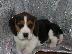 PoulaTo: Αξιολάτρευτα κουτάβια Beagle hatsapp/Viber +48785742139